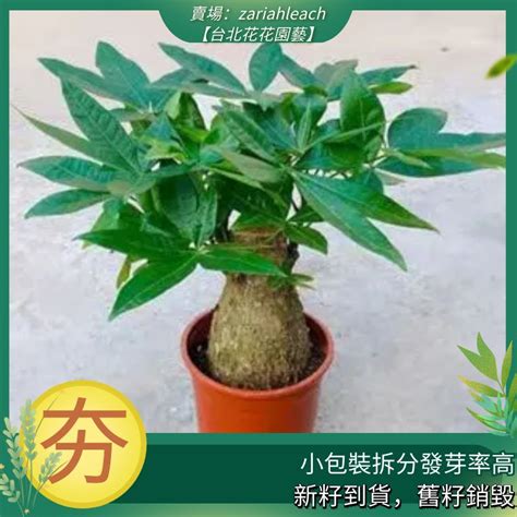 招財樹種類|招財植物百科全書：8種常見的招財植物，讓你財運亨通